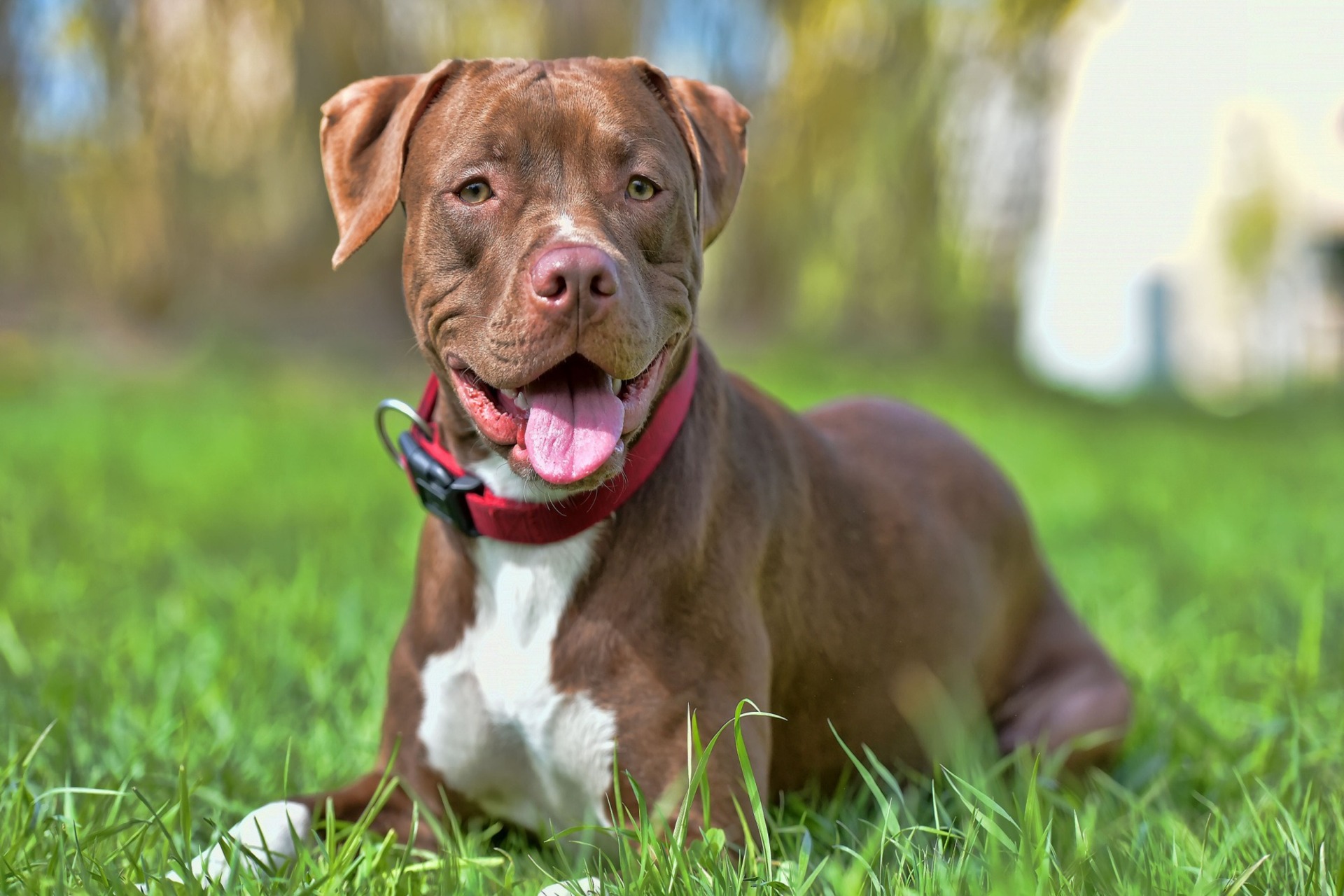 razza-cane-pitbull.jpg