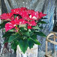 130308245_1130978177330515_162867600723739834_n_original