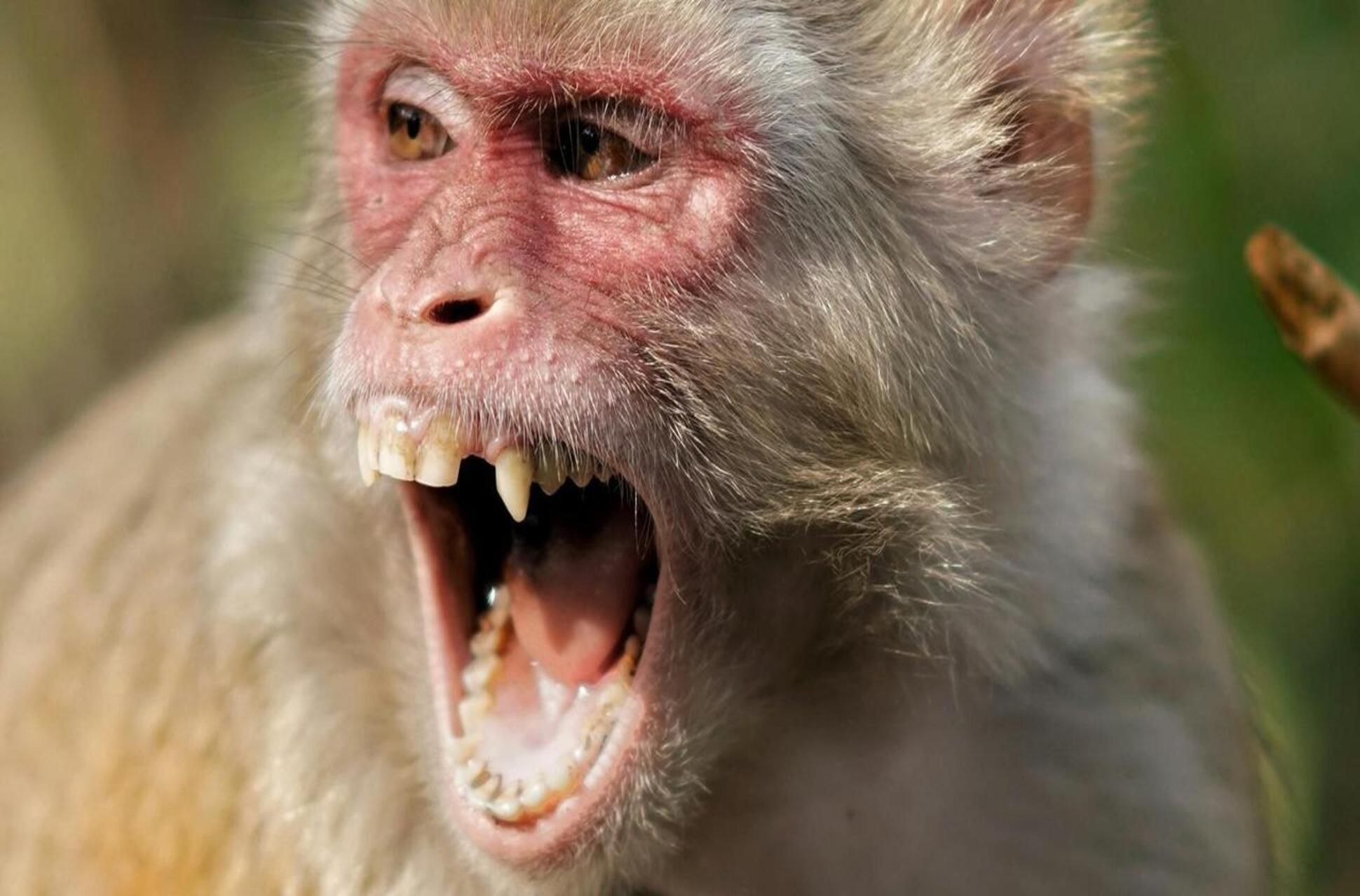 Mpox, nuova emergenza sanitaria internazionale: l'Oms dichiara l'allarme globale