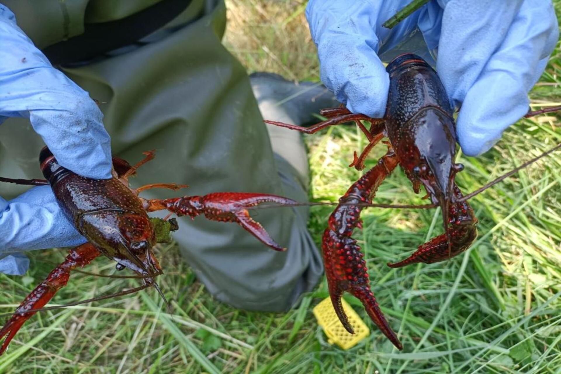 Special Video: Pavia, avvistato un esemplare di ”gambero killer” sulle sponde del Ticino
