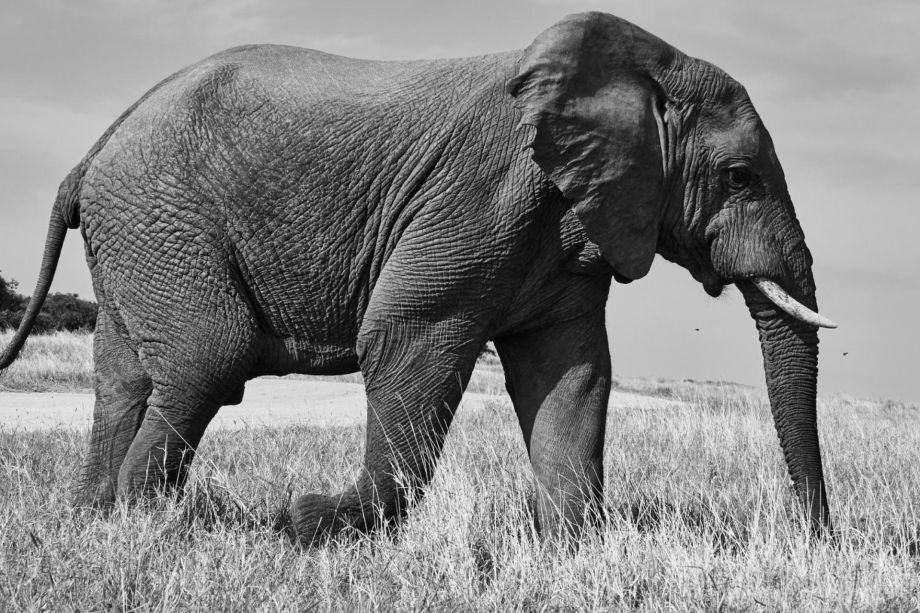 Un giro fuoriporta: La preistoria del pavese