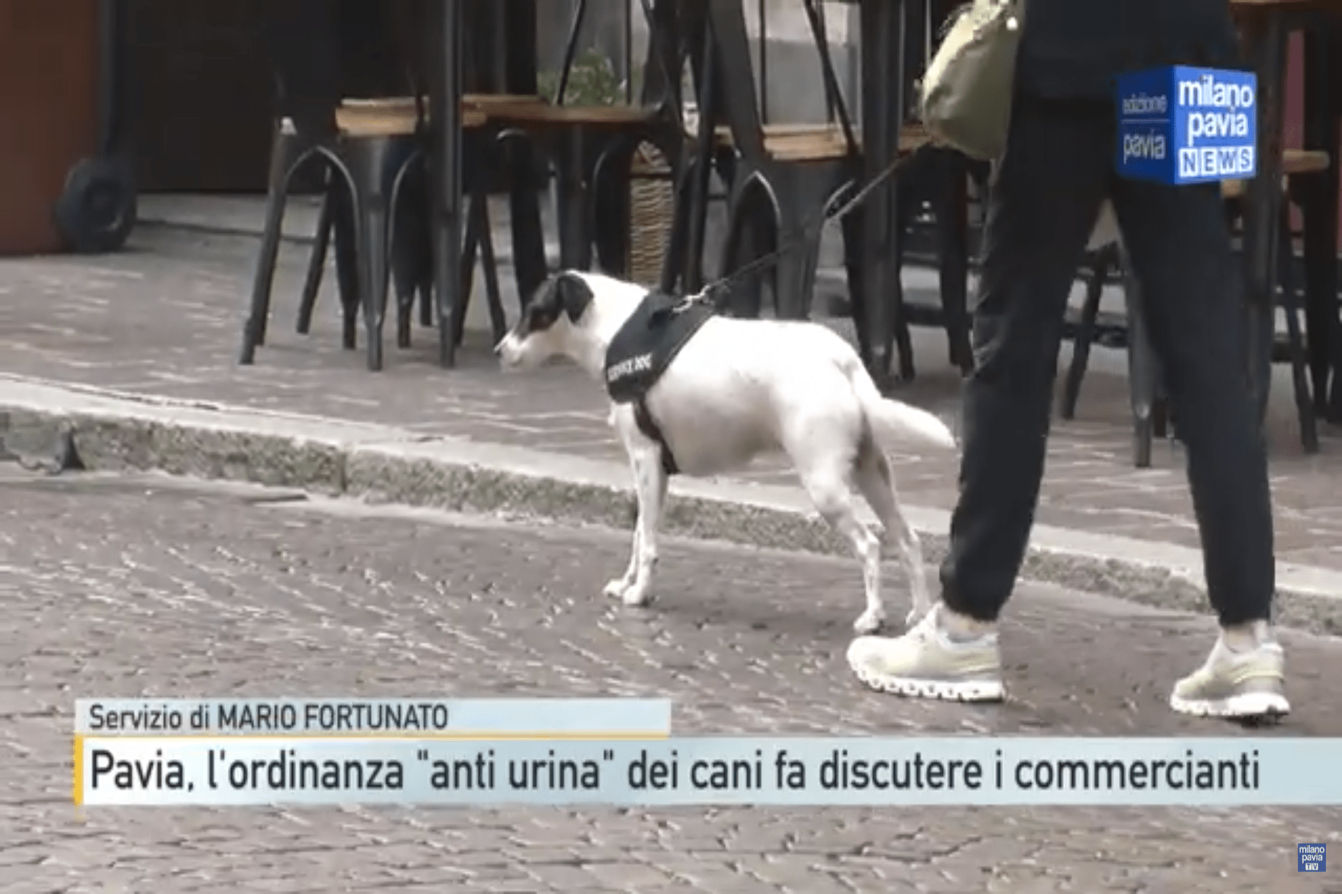 Special Video: Ordinanza "Anti Pipì", Bottigliette d'Acqua Obbligatorie per i Proprietari di Cani