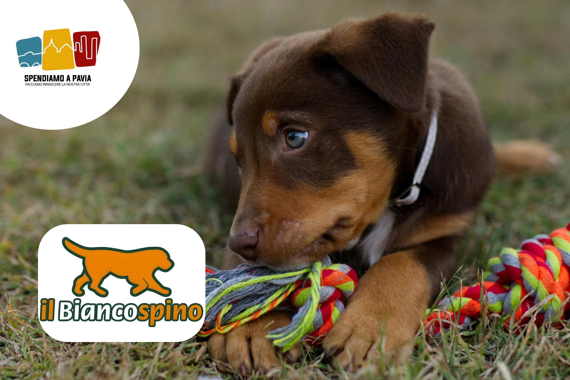 Puppy Day a Casteggio — educazione e gioco per il tuo cucciolo