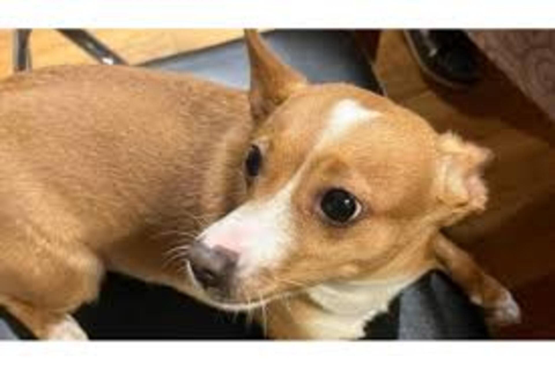 Ladri uccidono cagnolina e la nascondono in una lavatrice: taglia di 3.000 euro per trovare i colpevoli