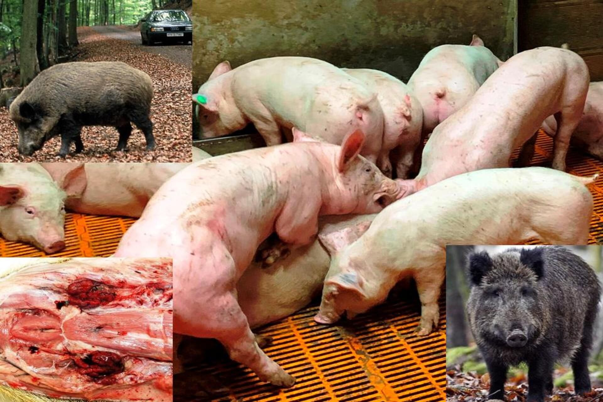 Bruxelles impone nuove misure: la provincia di Pavia sotto rigide restrizioni per la peste suina africana