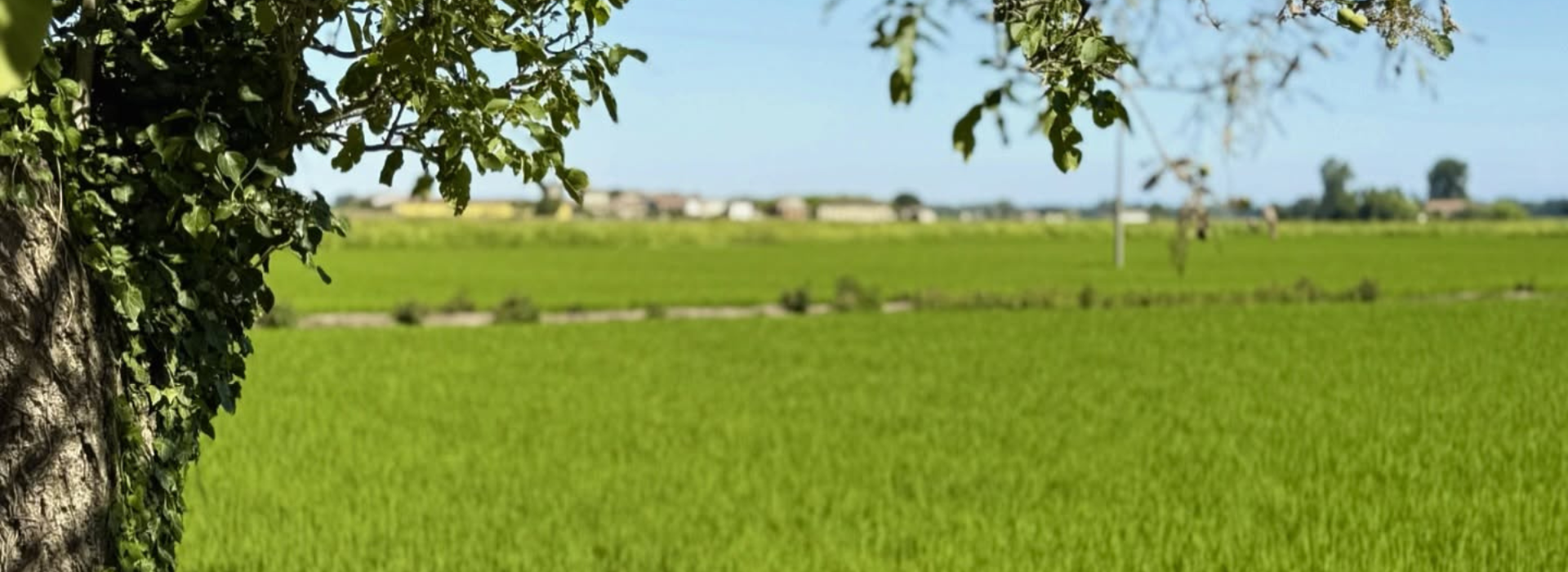 Il Riso Del Paradiso - Spendiamo a Pavia