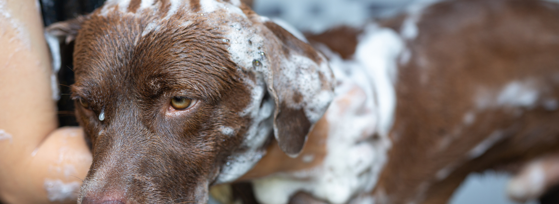 Spendiamo a Pavia lavabau belgioioso