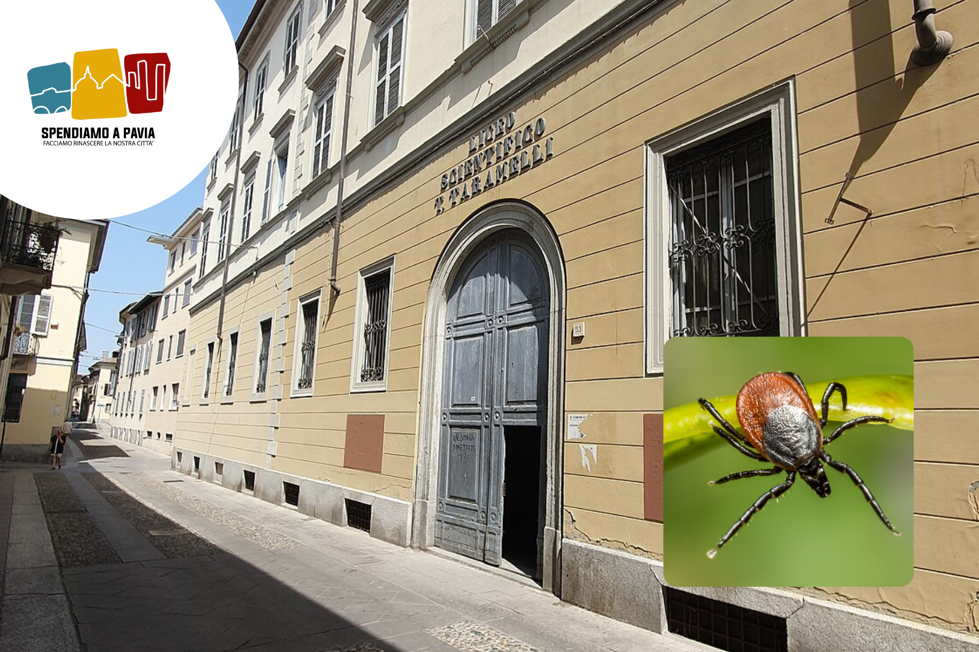 Liceo Taramelli di Pavia: riapertura rinviata al 5 marzo per emergenza zecche