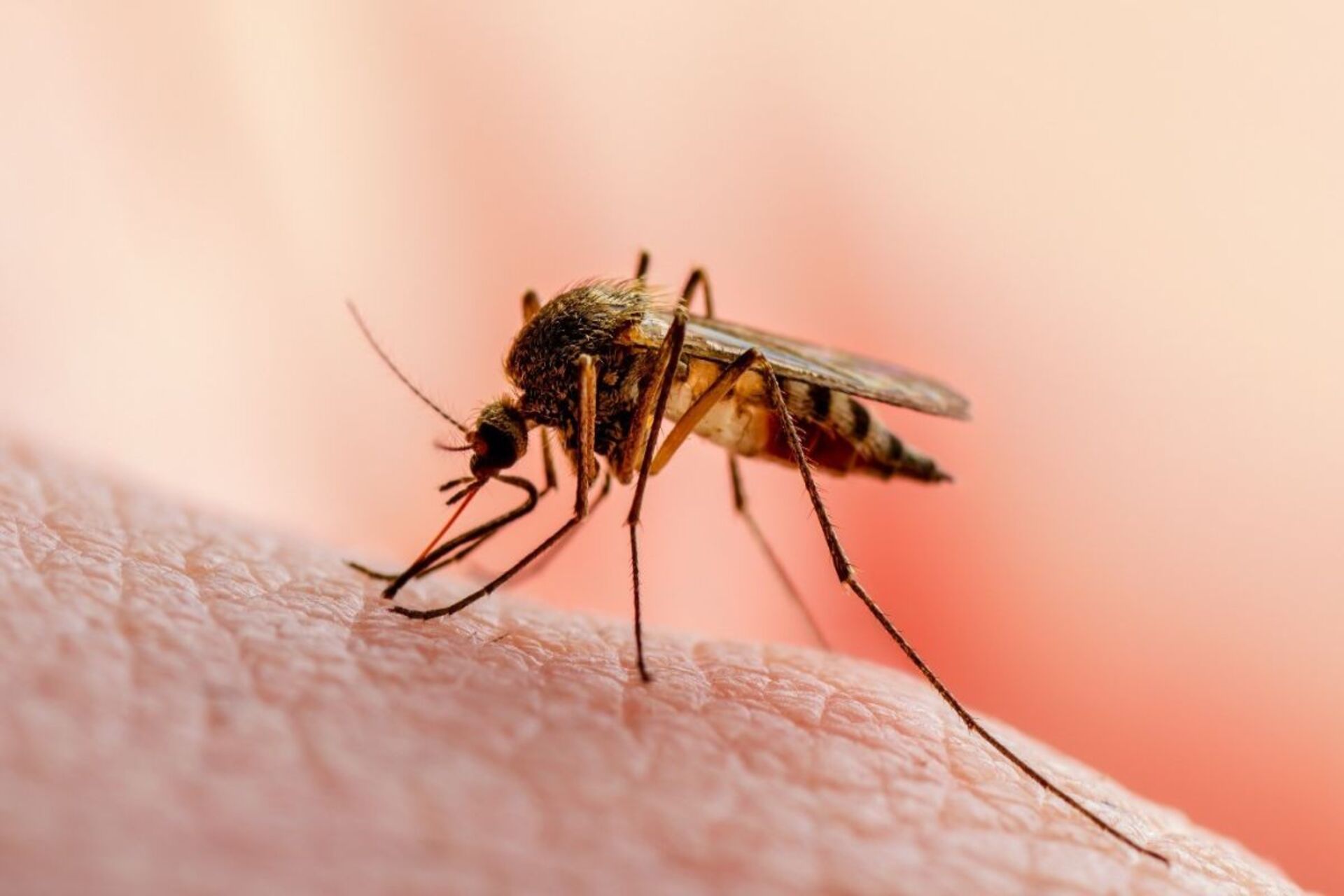 Febbre del Nilo: Scatta l'Allerta a Pavia, Zanzare Infette Trovate a Tromello