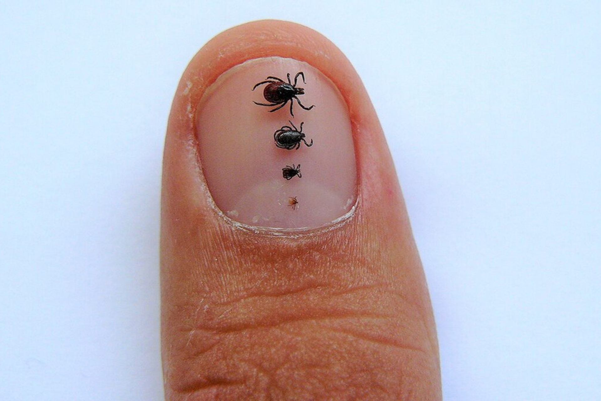 Infestazione di zecche al liceo Taramelli di Pavia: lezioni sospese