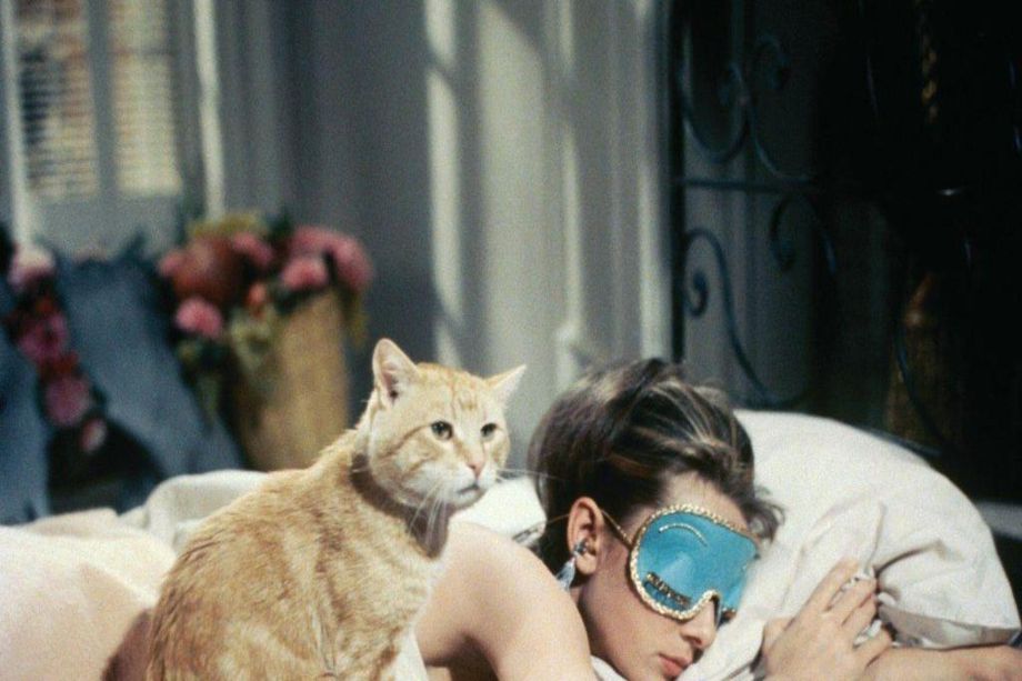 I 15 Gatti Più Iconici del Cinema: Quando i Felini Rubano la Scena