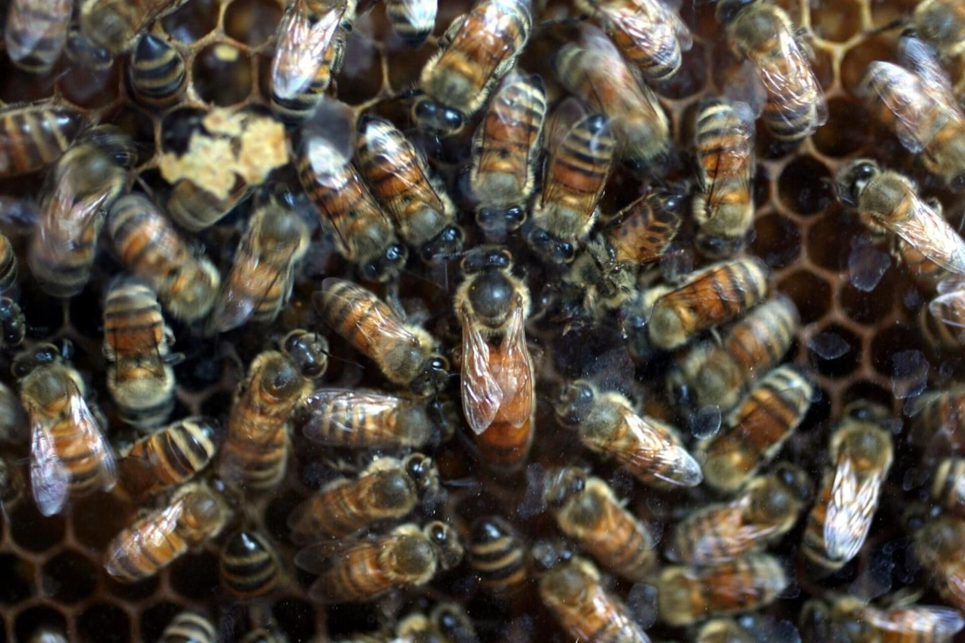 Api murate vive in una residenza per disabili: Lav Oltrepo Pavese salva lo sciame