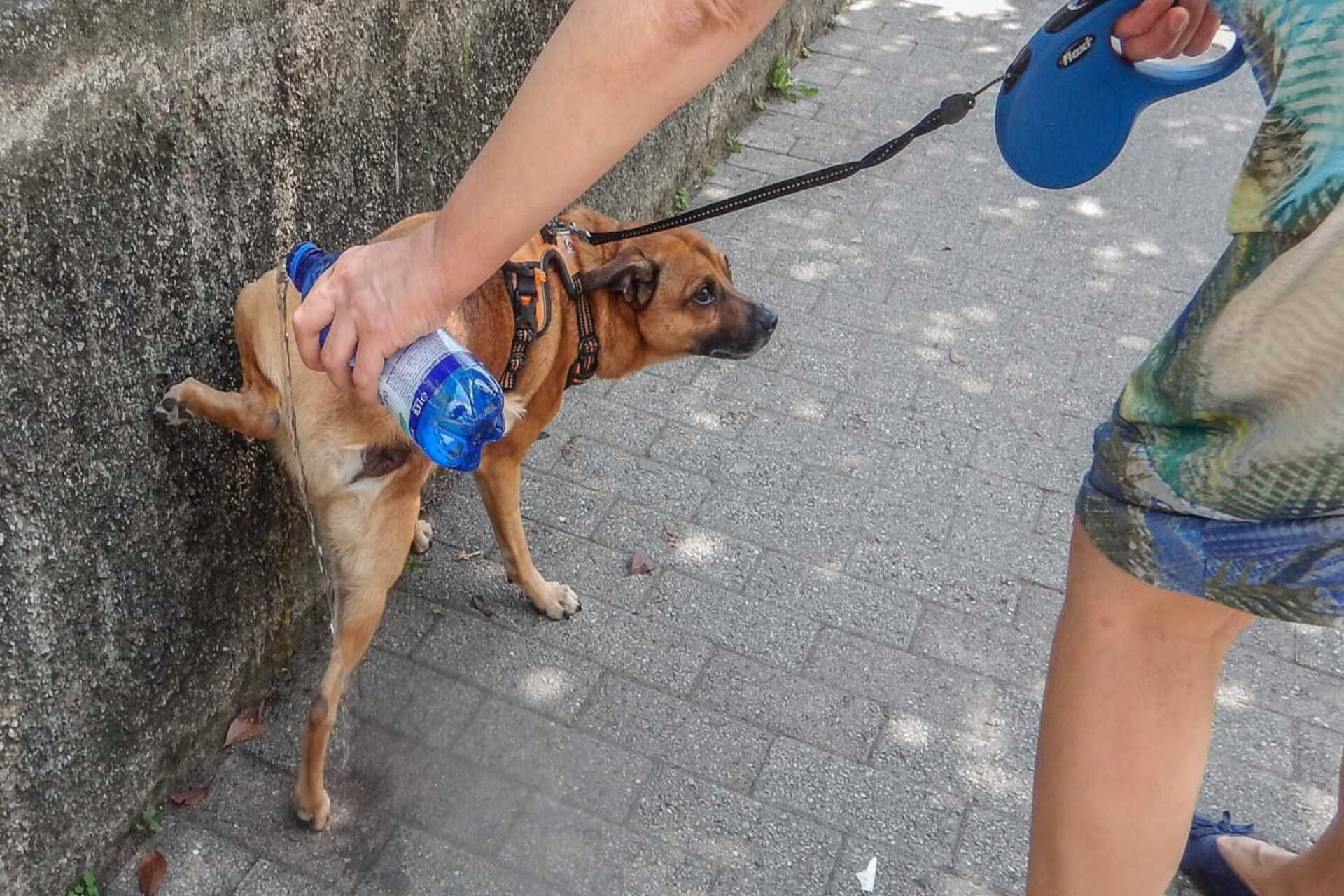 Nuova ordinanza per la pulizia delle deiezioni degli animali d’affezione