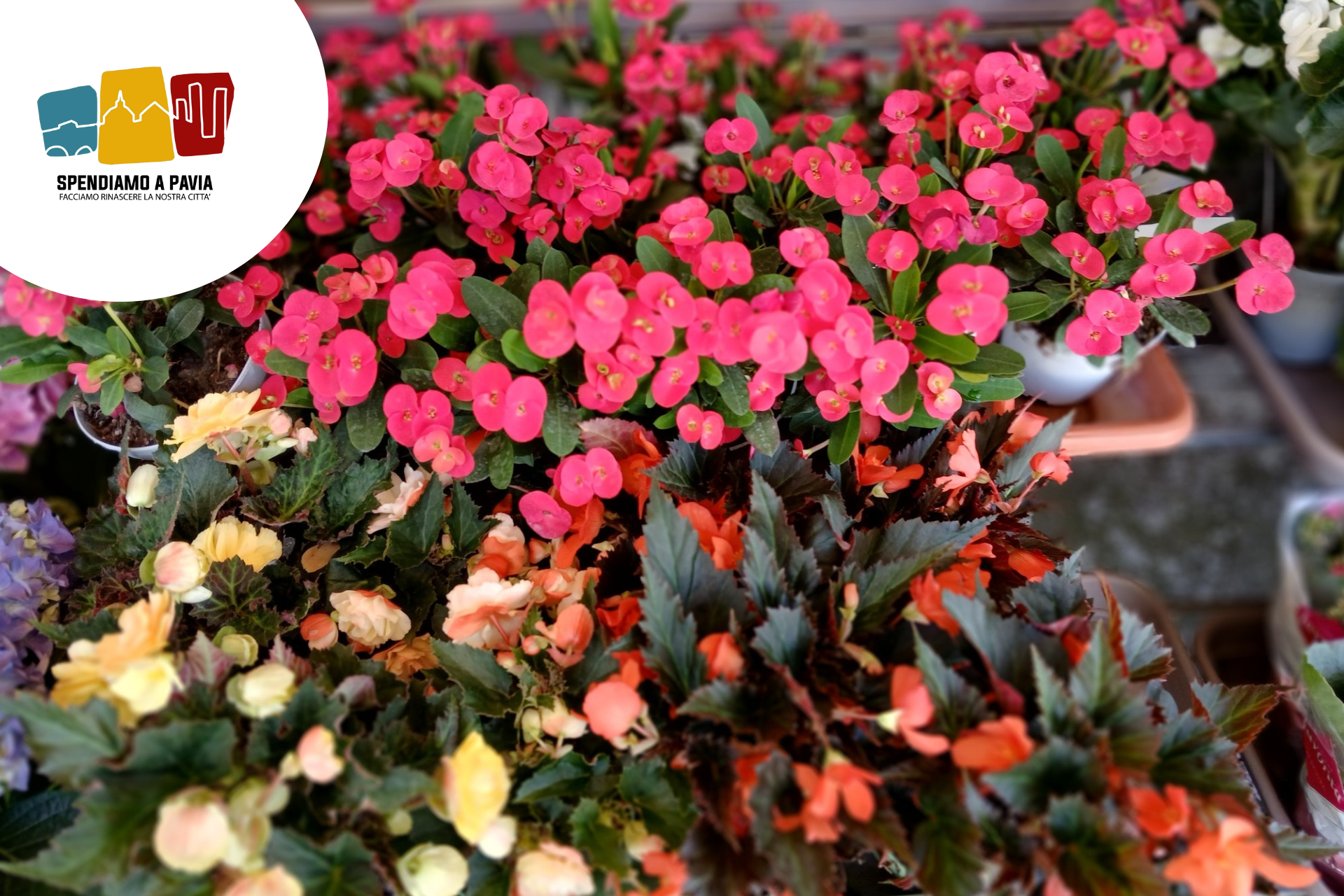 Fiocco Bianco: L’arte floreale a Pavia è una questione di cuore