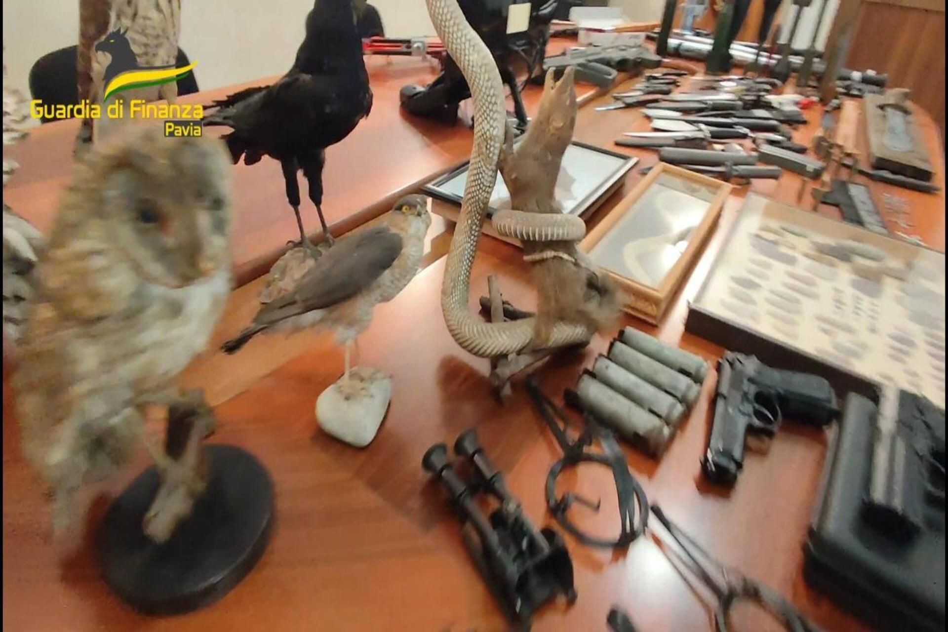 Scoperta Collezione Illegale a Pavia: Denunciato un Uomo per Detenzione di Armi e Reperti Protetti