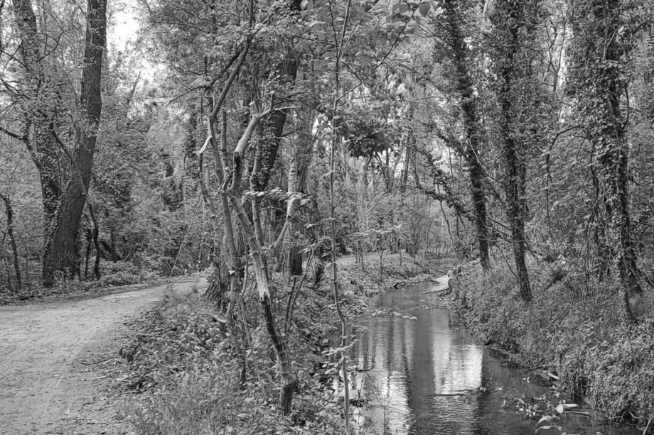 Rissa delle Palme e Duello alla Vernavola