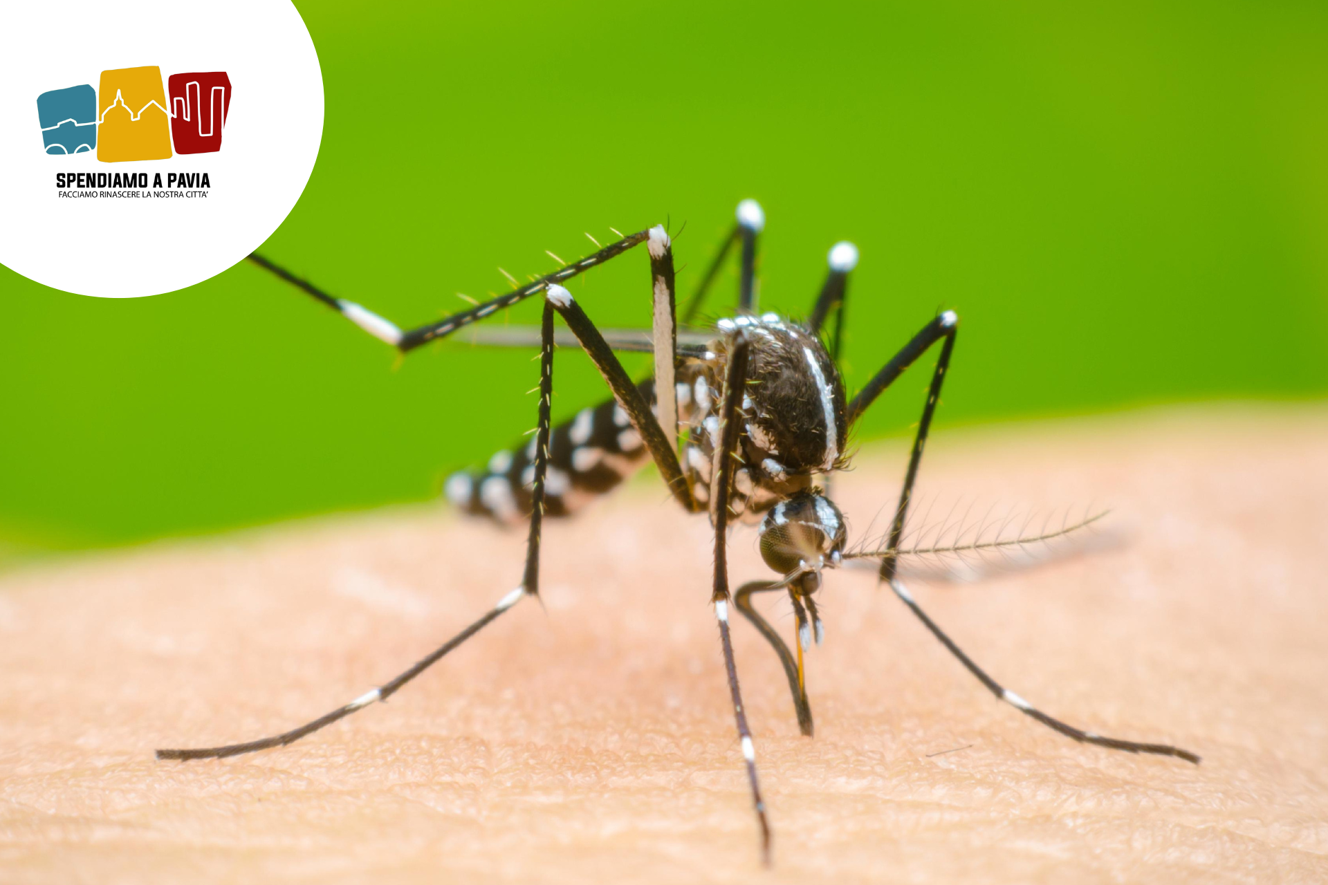 Emergenza Dengue a Pavia: intensificati i trattamenti contro le zanzare